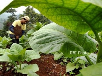 Bojonegoro Sertifikasi Benih Tembakau Penangkaran Petani