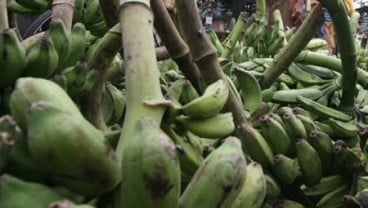 Kelompok Tani Pisang Tanggamus Nikmati Fasilitas Kawasan Berikat