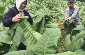 Asosiasi Petani Tembakau Bertemu di Lombok Bahas Tantangan Terkini