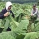 Asosiasi Petani Tembakau Bertemu di Lombok Bahas Tantangan Terkini