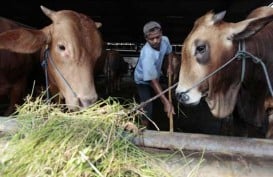 NTT Targetkan Jual 69.950 Ekor Sapi Antarpulau