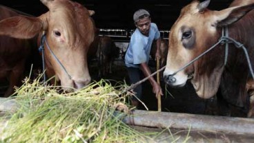 NTT Targetkan Jual 69.950 Ekor Sapi Antarpulau