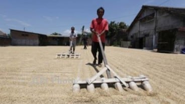 Bulog Divre Sumsel Babel Terkendala Serap Gabah Petani