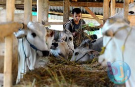 Bantuan Kapal Ternak NTT Beroperasi Mei