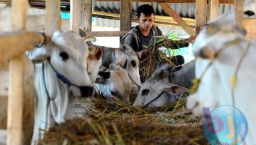 Bantuan Kapal Ternak NTT Beroperasi Mei