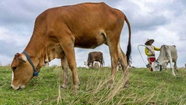 Lampung Sukses Sapi Upsus Siwab, Ini Kata Mentan