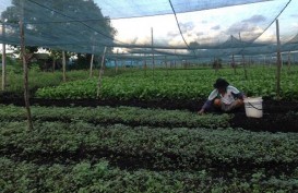 Australia Bantu Pendampingan Petani Sayur di Sorong