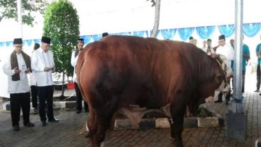 DAGING SAPI : Semen Beku untuk Swasembada