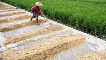 Harga Gabah Kering Panen Turun 8,65%