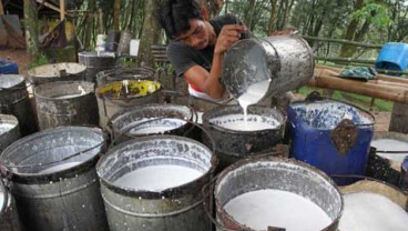 Harga Karet Melorot Terseret Tensi Dagang AS-China 
