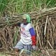 Petani Setuju Swasta Bangun Kebun Tebu, Asalkan Syarat Ini Terpenuhi