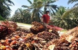 Masyarakat Riau Diminta Manfaatkan Peluang Ekspor Limbah Lidi Sawit