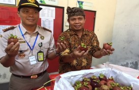Manggis Bali Kembali Bisa Diekspor Langsung ke China