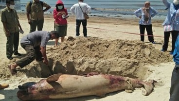 Lebih 7.000 Ha Laut Balikpapan Tercemar Minyak