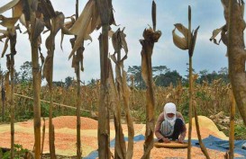 Dapat Jatah 10.000 Ha Lahan Jagung, Kaltim Pacu Jumlah Lahan Pertanian