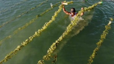 Gandeng DanaLaut, KreditPro Salurkan Pembiayaan untuk Budidya Rumput Laut