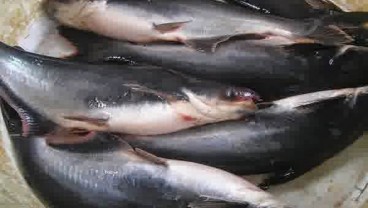 Impor Dari Vietnam Dihentikan, Produksi Ikan Patin Meningkat