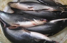 Impor Dari Vietnam Dihentikan, Produksi Ikan Patin Meningkat