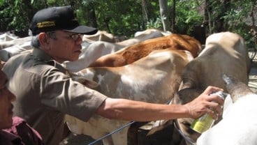 Pemotongan Sapi Betini Tinggi, Peternak Pangkalpinang Diminta Selektif