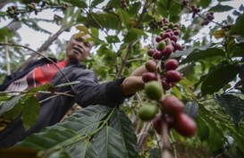 6 Kabupaten di Papua Siapkan Kebun Benih Kakao, Kelapa, Kopi
