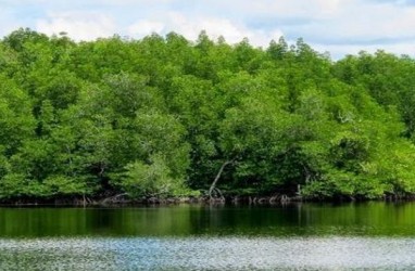 Surabaya akan Memiliki Kebun Raya Mangrove Terbesar Di Dunia