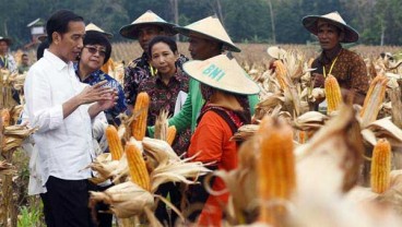 Pola Tanam Zigzag Dongkrak Produksi Jagung