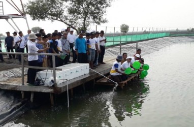 Kementerian BUMN Perkuat Revitalisasi Tambak Muara Gembong Bekasi