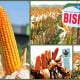 BISI Ekspor 900 ton Benih Hortikultura