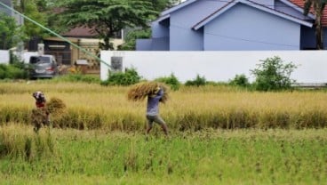 Sulsel Belum Mampu Jadi Tumpuan Beras Nasional