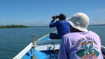 TUMPAHAN MINYAK : Kelompok Besar Pesut Bermigrasi ke Hulu Teluk Balikpapan