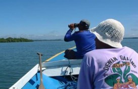 TUMPAHAN MINYAK : Kelompok Besar Pesut Bermigrasi ke Hulu Teluk Balikpapan