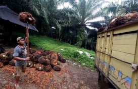 KOMODITAS ANDALAN EKSPOR RIAU : Pengusaha Keluhkan Pajak Ekspor Cangkang Sawit