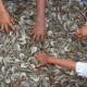 UPI dan Pemerintah Diminta Bebenah Agar Seafood Indonesia Diterima Eropa