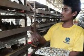 Hipka dan Jamkrindo Berikan Pelatihan Beternak Puyuh