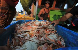 Hasil Tangkapan Rajungan Nelayan Demak Turun
