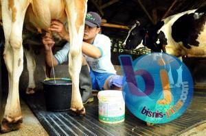 Populasi Sapi di Pangalengan Anjlok Jadi Penyebab Turunnya Produksi Susu