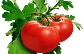 5 Manfaat Tomat dari Melawan Kanker hingga menyehatkan Jantung