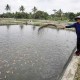 Pemkab Badung Bagikan Benih Ikan Air Tawar Gratis