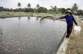 Pemkab Badung Bagikan Benih Ikan Air Tawar Gratis
