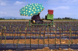 Prancis Tolak Kebijakan Uni Eropa untuk Pangkas Subsidi Pertanian