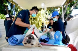Denpasar Sterilisasi dan Kastrasi Anjing Liar di Kawasan Wisata