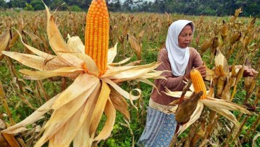 Komoditas Jagung dan Kelapa Turunkan Angka Kemiskinan Gorontalo