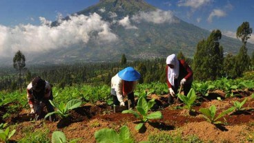 Petani Lereng Sindoro Mulai Menanam Tembakau