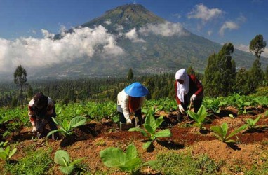 Petani Lereng Sindoro Mulai Menanam Tembakau