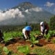 Petani Lereng Sindoro Mulai Menanam Tembakau