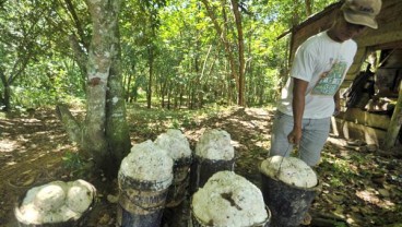 Perusahaan Perkebunan Didorong Gunakan Sekat Kanal Berbahan Baku Karet