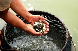 Boyolali Relokasi Balai Benih Ikan Karena Air Tercemar Limbah