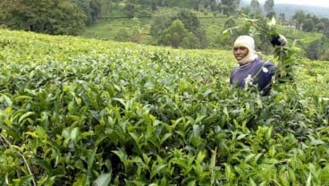 Kulon Progo Bakal Bangun Gardu Pandang Kebun Teng Nglinggo