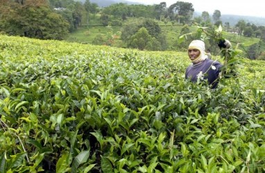 Kulon Progo Bakal Bangun Gardu Pandang Kebun Teng Nglinggo