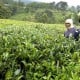 Kulon Progo Bakal Bangun Gardu Pandang Kebun Teng Nglinggo